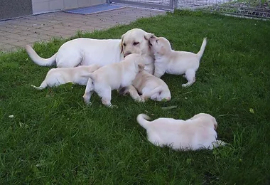 Fenka labradora se svými štěňaty