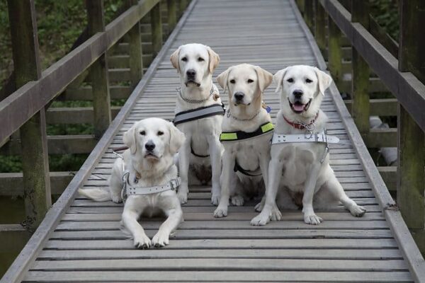 Puzzle z kartonového papíru - Čtyři žlutí labradoři pózující na mostě