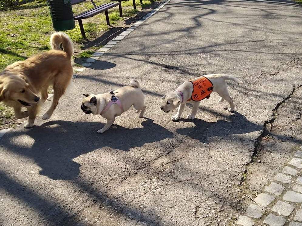 Femi a psí kámoši v parku