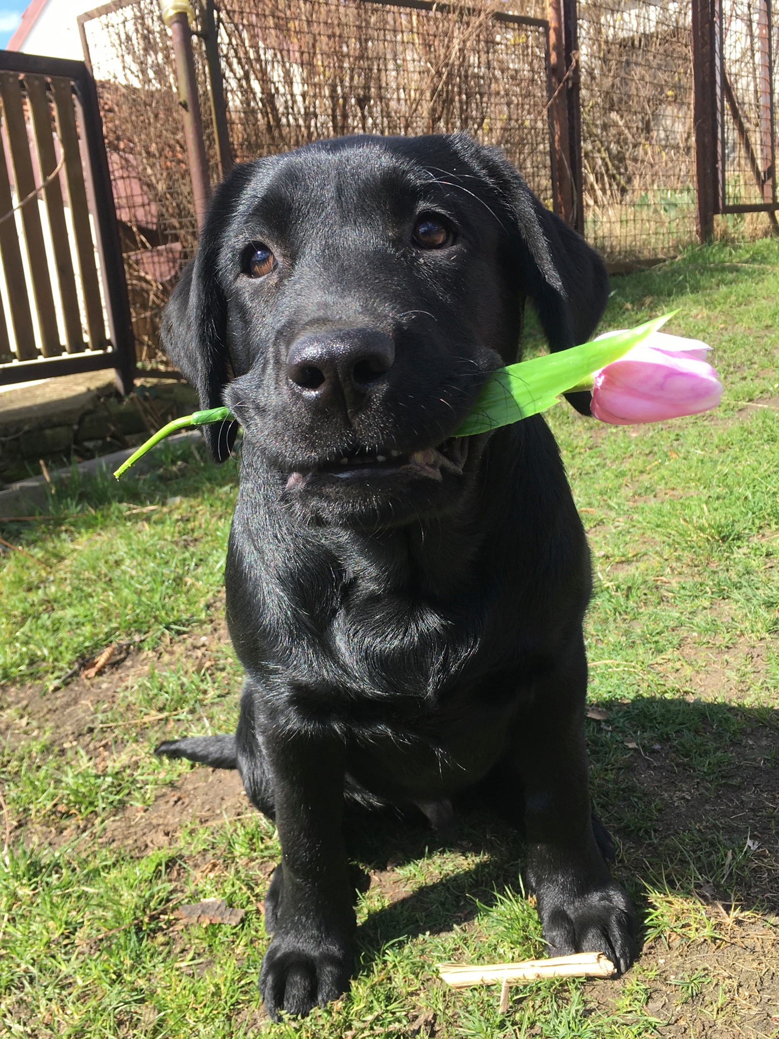 Harry s tulipánem, jako gratulant