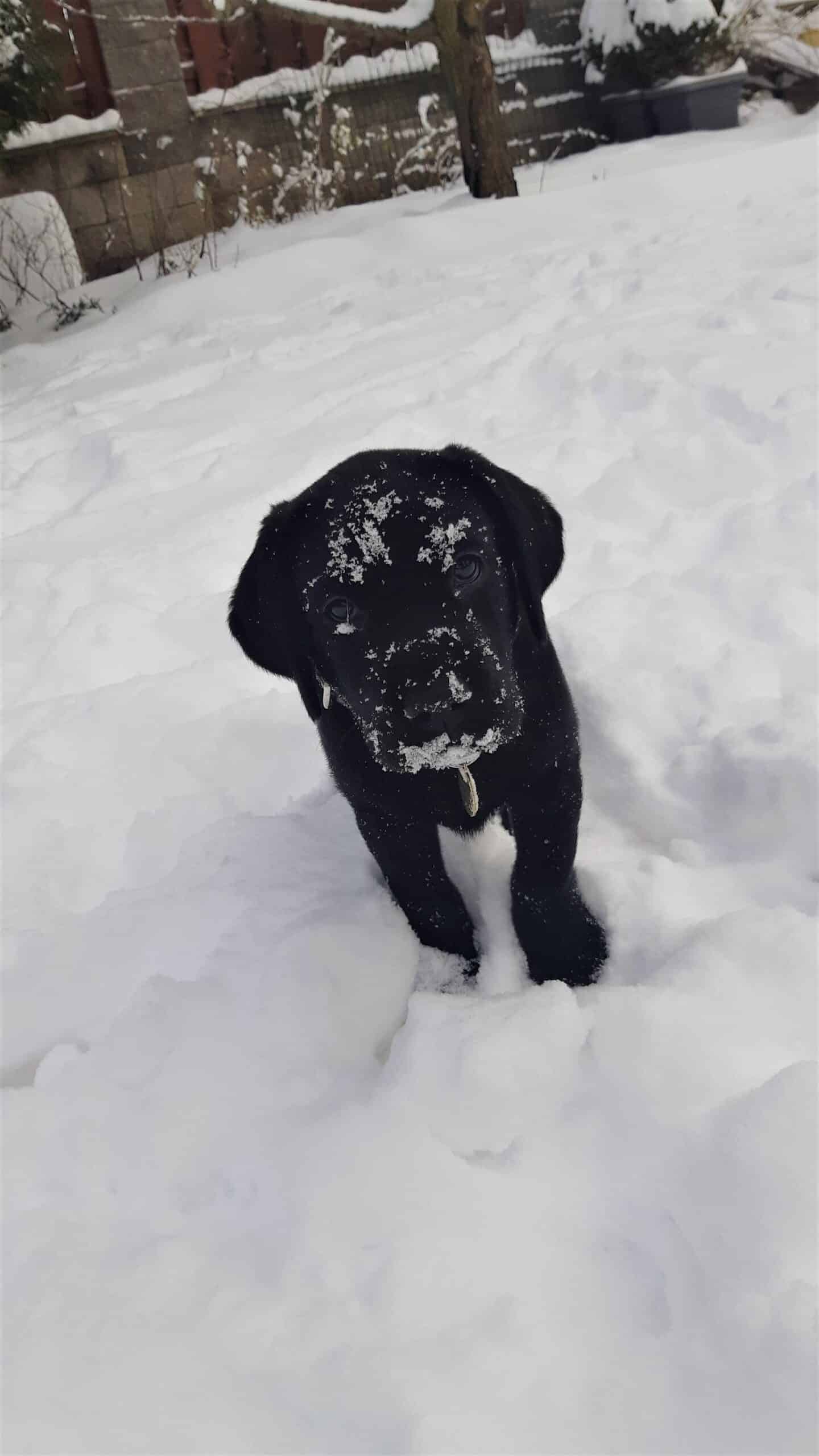 Hoppi a jeho milovaný sníh