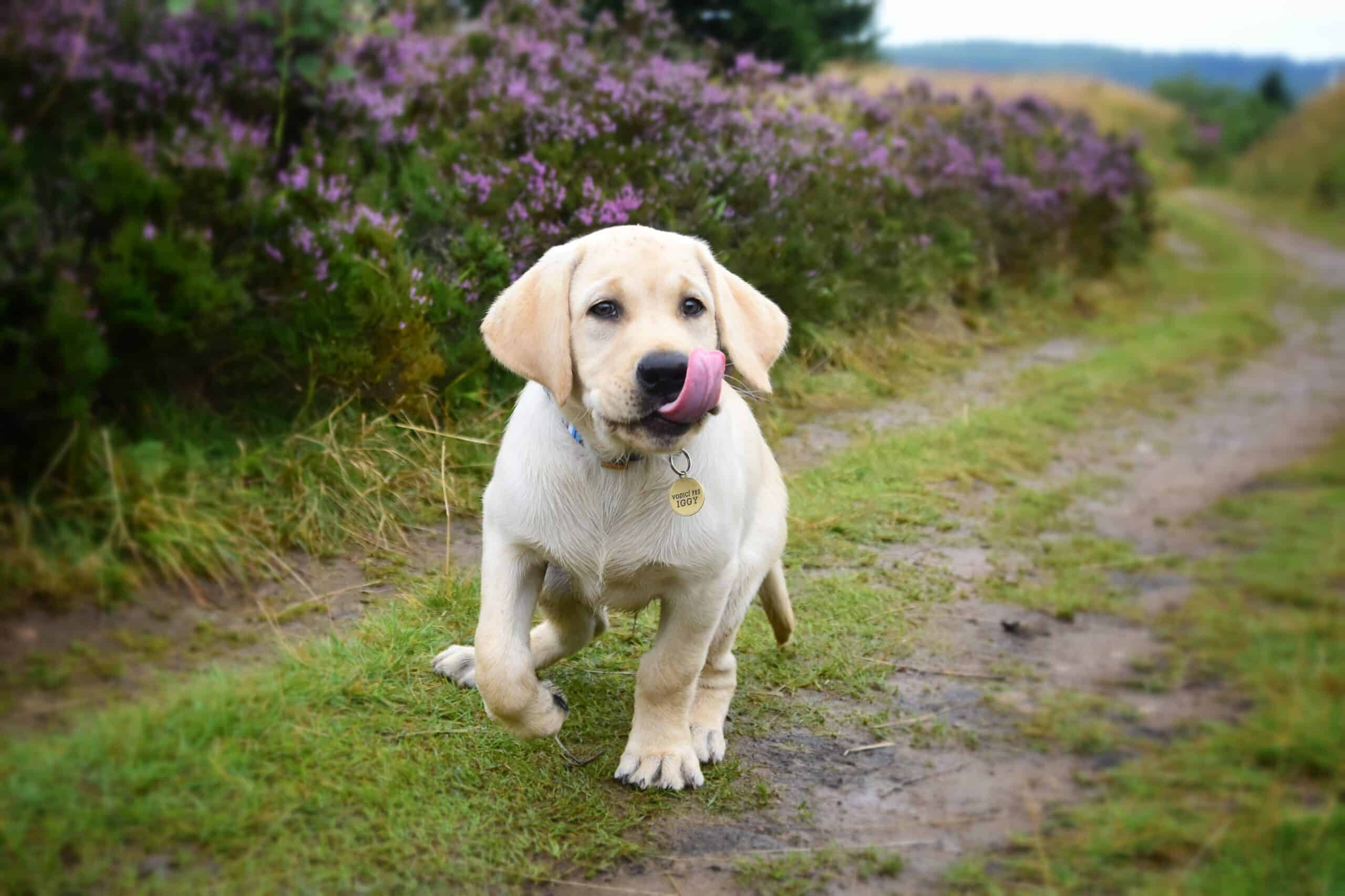 Iggy šťastný na procházce