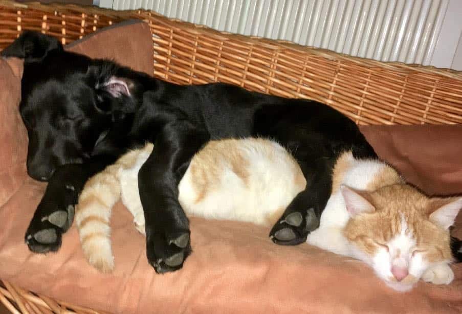 Katty spí v pelíšku s kočkou