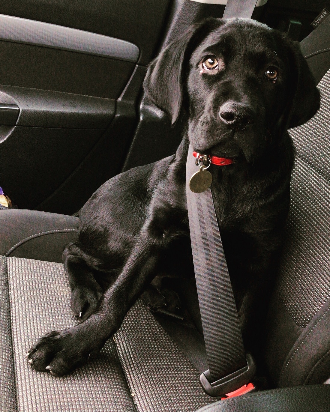 Dingo v autě používa bezpečnostní pásy