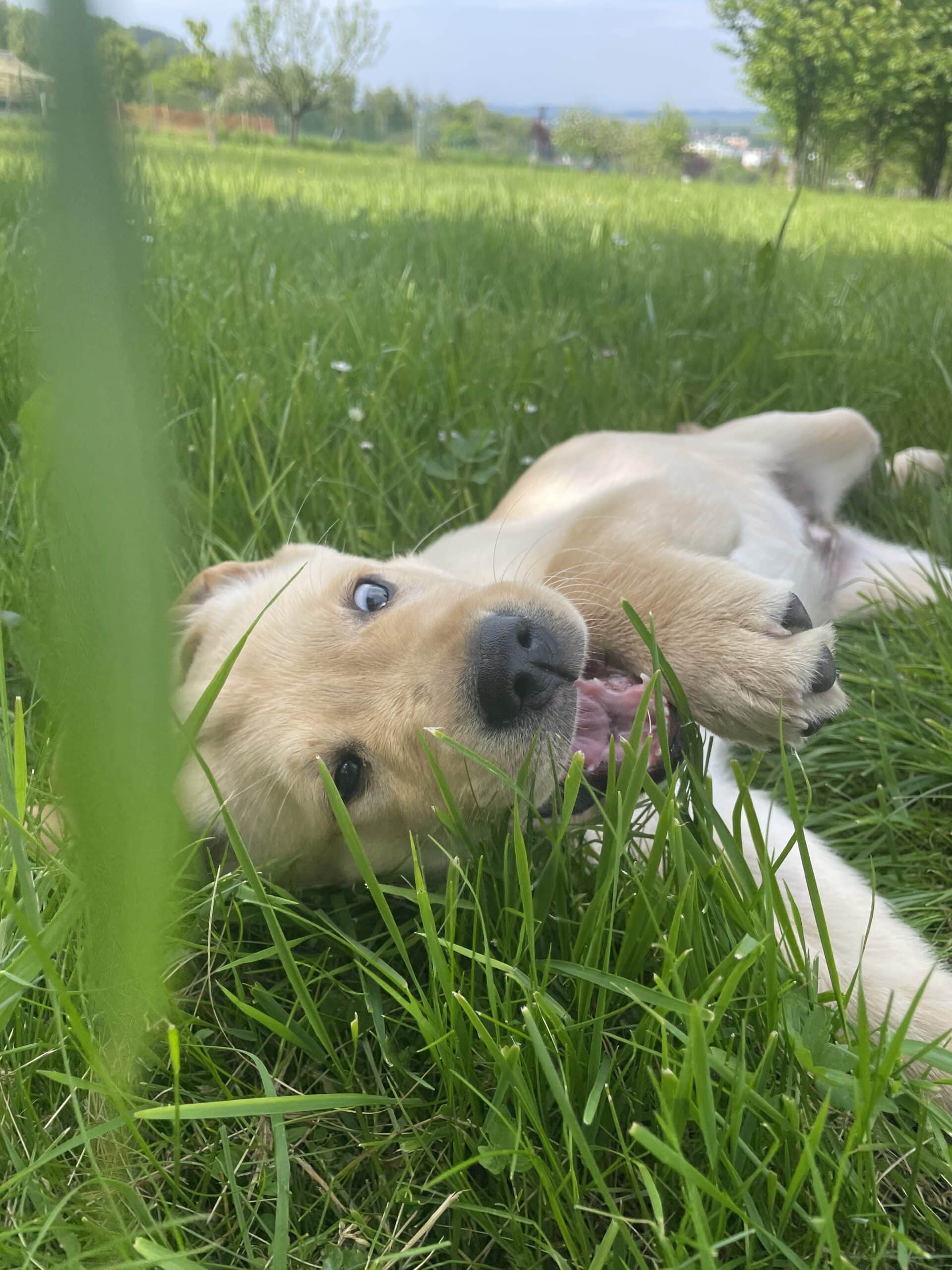 Beea si hraje v trávě