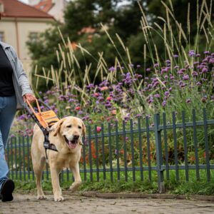 Veselá Mathilda 2025 - žlutý labrador vede ženu v klapkách rozkvetlým parkem