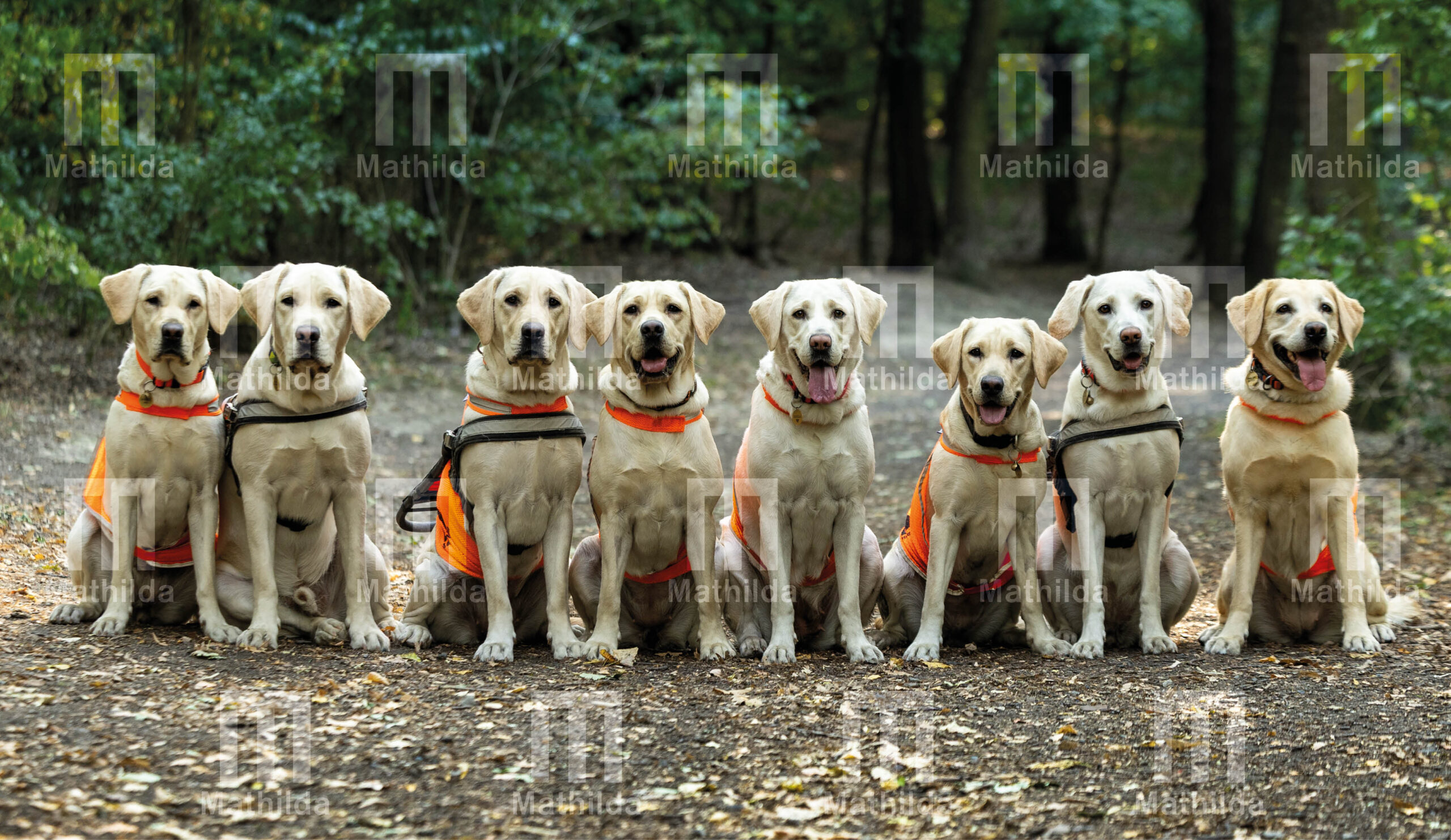 Kalendář 2026 - Image 5