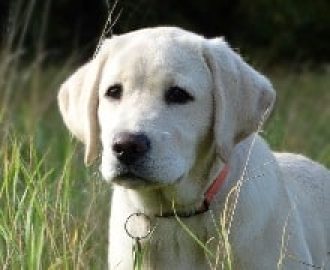 Blondi