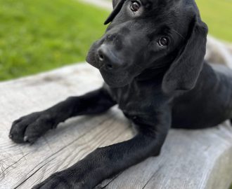 Juno