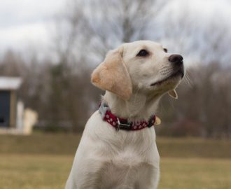 Nala