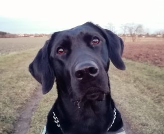 Odette